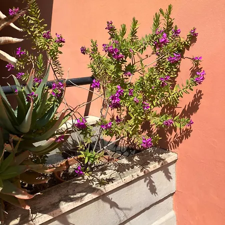 Апартаменты Monolocale Con Piscina